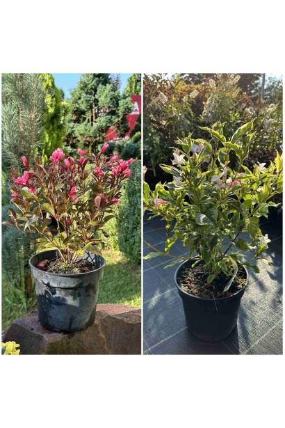 Вейгела квітуча Олександра 